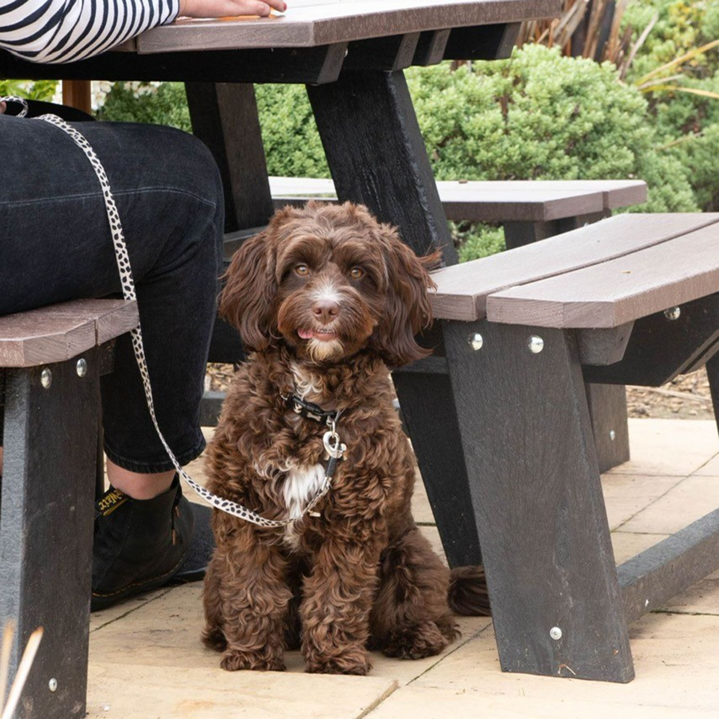 Your local dog friendly pub in Peterborough